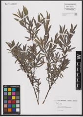 Foto von Salix L.
